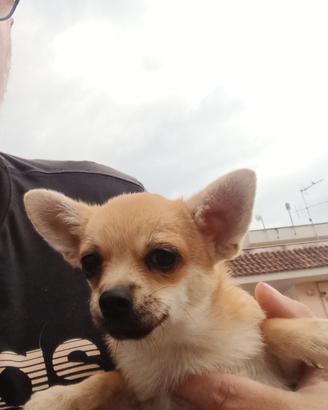 Cucciolo chihuahua pelo corto