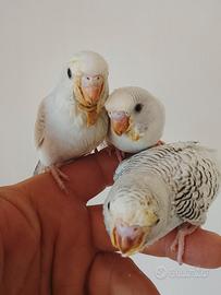 Uccelli