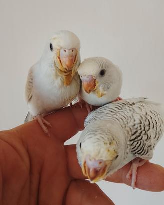 Uccelli