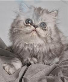 Gattino persiano