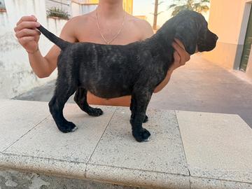 Cane corso
