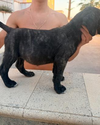 Cane corso