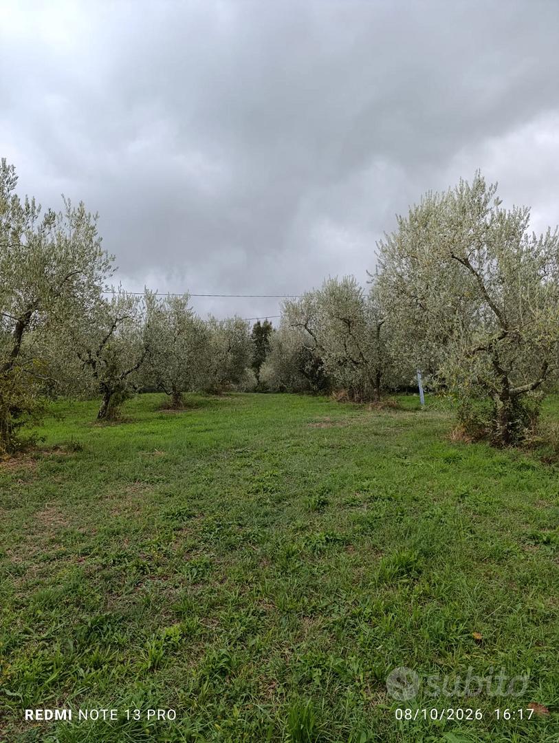 TERRENO AGRICOLO CON OLIVI E PIANTE DA FRUTTO - Vista 5