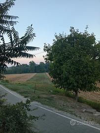 Terreno agricolo in  frazione di Asti