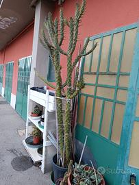 CACTUS CANARIO ALTEZZA DI DUE METRI E CINQUANTA