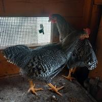 Galletti amrock di 6 mesi