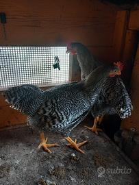 Galletti amrock di 6 mesi