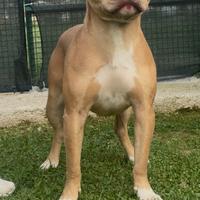 American Pitbull Terrier