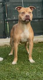 American Pitbull Terrier