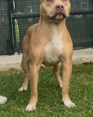 American Pitbull Terrier