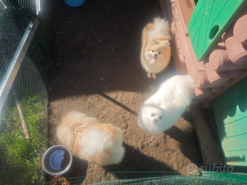 Cuccioli pomerania