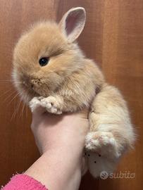 Coniglietto nano testa di leone