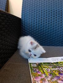 Gatto persiano