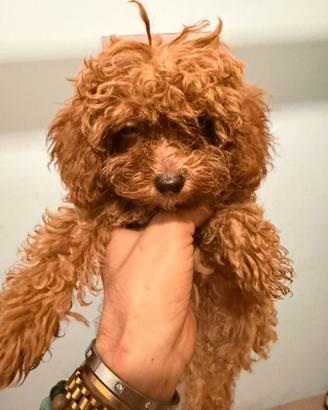 Barboncini nani e toy