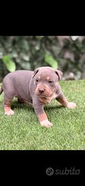 American Pitbull terrier tricolore