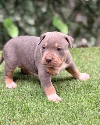 American Pitbull terrier tricolore