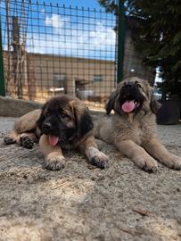 cuccioli di pastore del Caucaso 