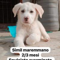 Simil maremmani