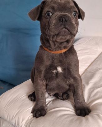 Cuccioli bulldog francese
