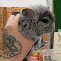 Chinchilla angora pelo lungo