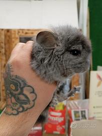 Chinchilla angora pelo lungo