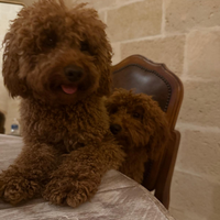 Barboncino per monte