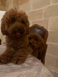 Barboncino per monte