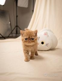 Gatti Exotic e Persiani cuccioli