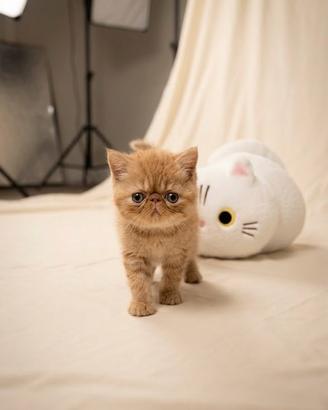 Gatti Exotic e Persiani cuccioli