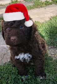 Lagotto Romagnolo