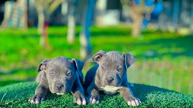 Amstaff blu occhi blu pedigree ENCI