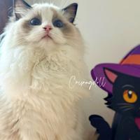 Ragdoll dolcissimi
