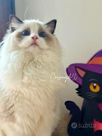 Ragdoll dolcissimi