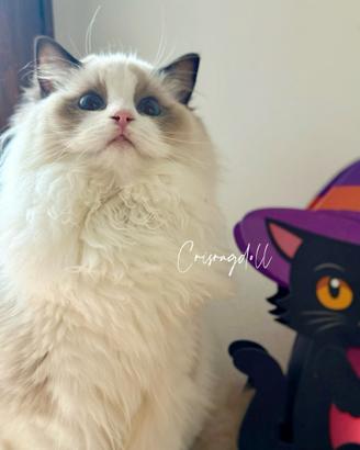 Ragdoll dolcissimi