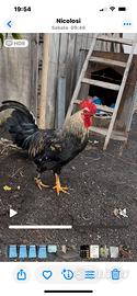 Gallo 8 mesi