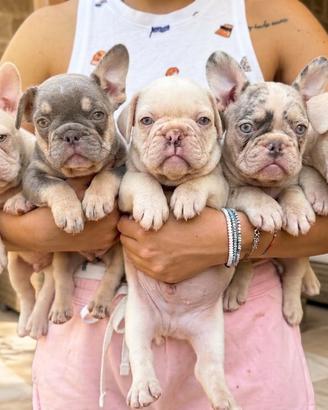 Cuccioli bulldog francese esotico