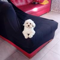 Maltipoo certificato