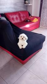 Maltipoo certificato