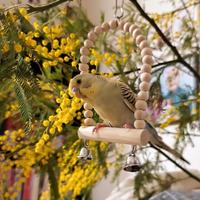 Cocoriti giovani esemplari