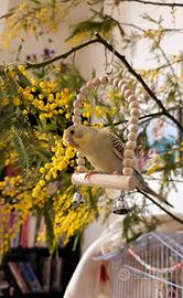 Cocoriti giovani esemplari