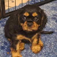 Cucciola cavalier king