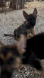 Cuccioli di pastore tedesco