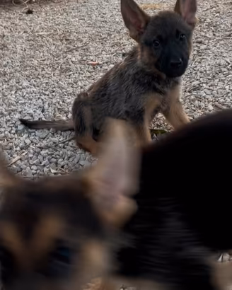 Cuccioli di pastore tedesco
