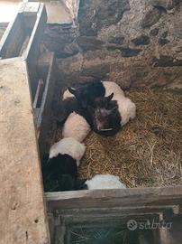 Capretto razza vallesana