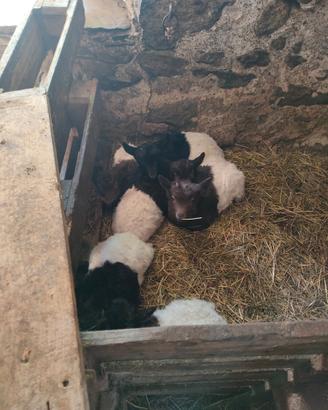 Capretto razza vallesana