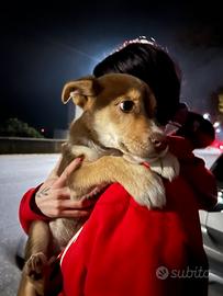 Incrocio Red Husky e meticcio maschio