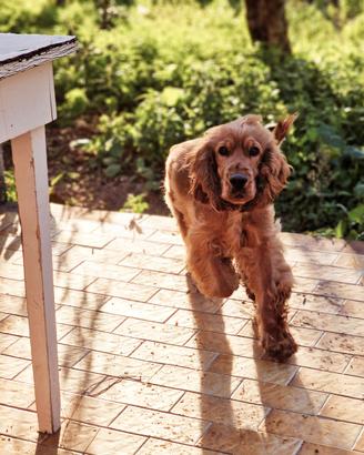 Cocker spaniel inglese per monta