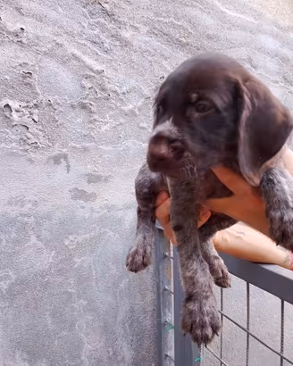 Cuccioli drahthaar