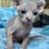Gatti Elf Sphynx