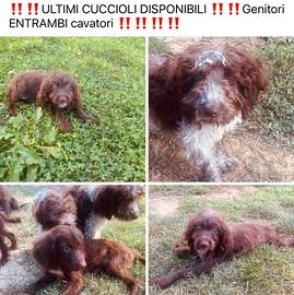 Cuccioli da tartufo